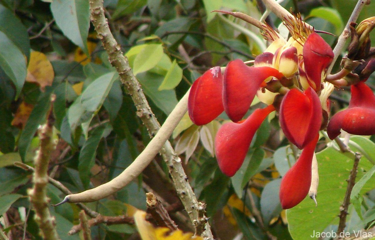 Erythrina fusca Lour.